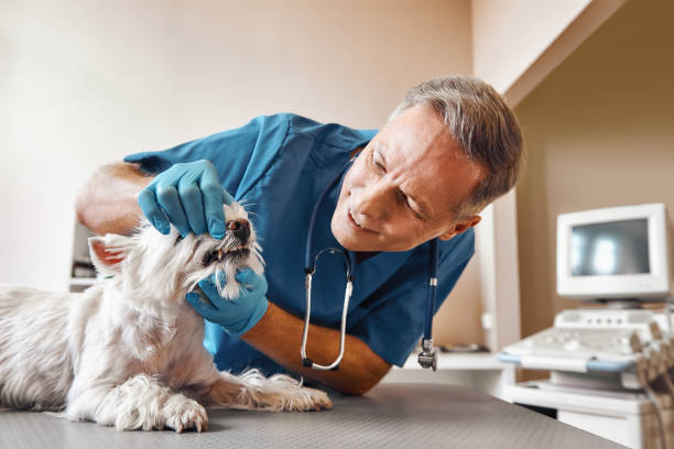 Best Broken or Chipped Tooth Repair in South Berwick, ME